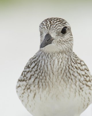 Black-bellied Plover, Fort Myers Beach, 10/2011