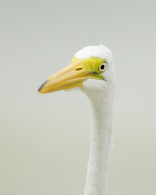Great Egret, Fort Myers Beach, 10/2011