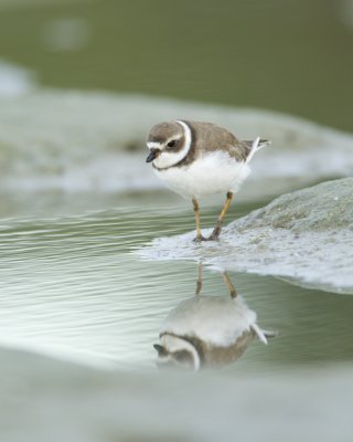 Semi-palmated Plover, Fort Myers Beach, 10/2011