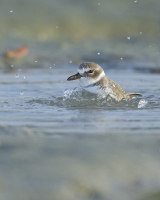 Wilson's Plover, Fort Myers Beach, 10/2011