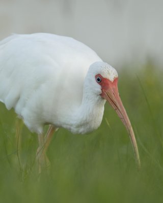 White Ibis, Fort Myers Beach, 10/2011