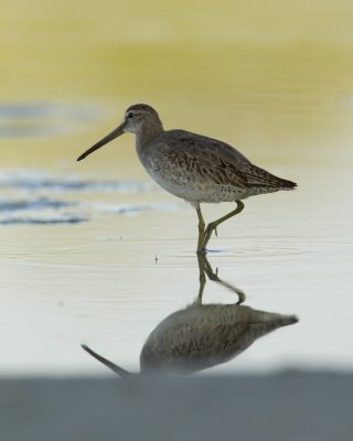 Short-billed Dowitcher, Fort Myers Beach, 10/2011