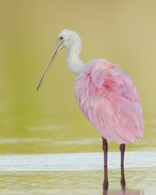 Roseate Spoonbill, Fort Myers Beach, 10/2011
