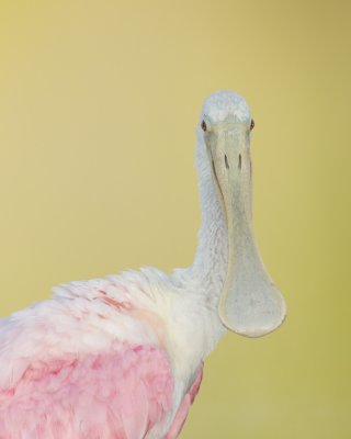 Roseate Spoonbill, Fort Myers Beach, 10/2011