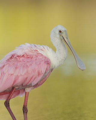 Roseate Spoonbill, Fort Myers Beach, 10/2011