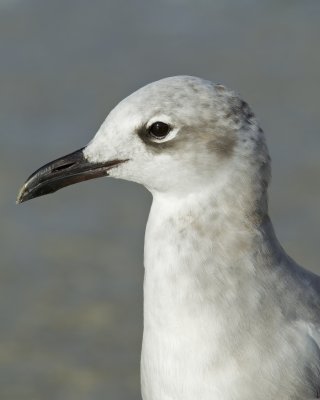 Laughing Gull, Fort Myers Beach, 10/2011