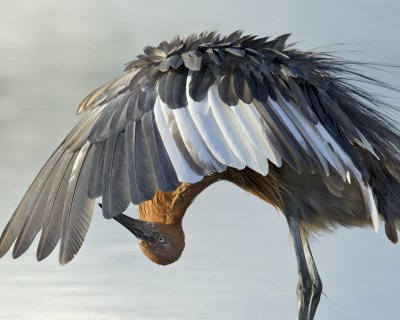 Reddish Egret, Fort Myers Beach, 10/2011