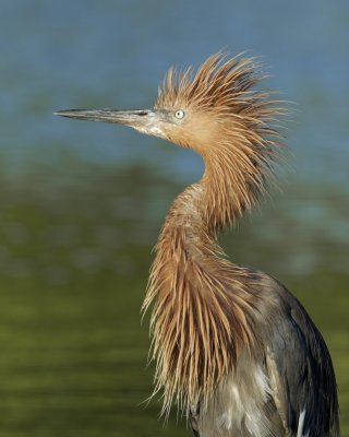 Reddish Egret, Fort Myers Beach, 10/2011