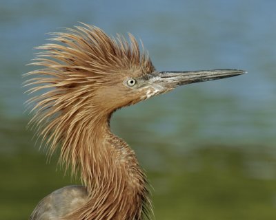 Reddish Egret, Fort Myers Beach, 10/2011