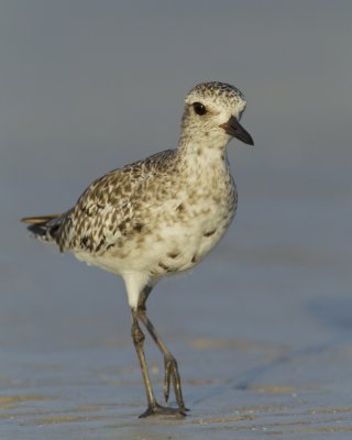 Black-bellied Plover, Fort Myers Beach, 10/2011