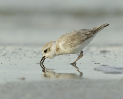 Snowy Plover, Fort Myers Beach, 10/2011