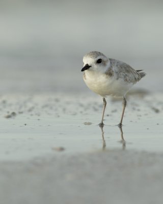 Snowy Plover, Fort Myers Beach, 10/2011