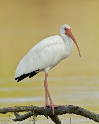 White Ibis, Fort Myers Beach, 10/2011
