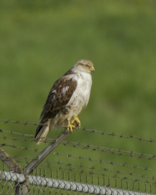 Ferruginous Hawk, Boone County, April 3, 2012.jpg