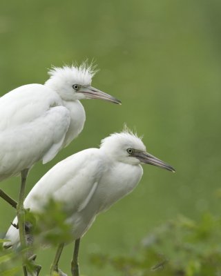 Little Blue Heron, Harbor Island, SC, June 2012