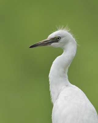Little Blue Heron, Harbor Island, SC, June 2012
