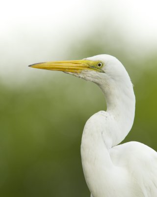 Great Egret, Harbor Island, SC, June 2012