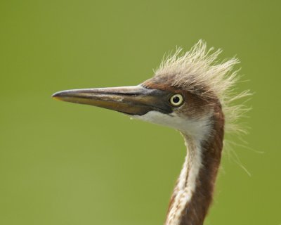 Tricolored Heron, Harbor Island, SC, June 2012
