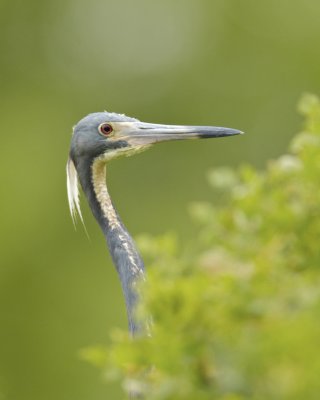 Tricolored Heron, Harbor Island, SC, June 2012