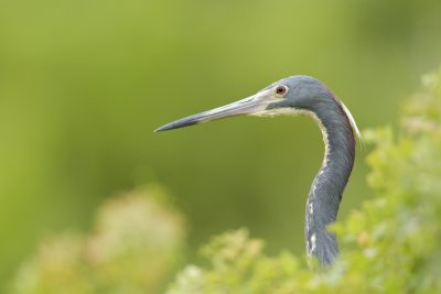Tricolored Heron, Harbor Island, SC, June 2012