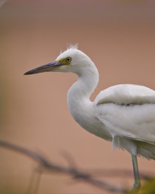 Little Blue Heron, Harbor Island, SC, June 2012