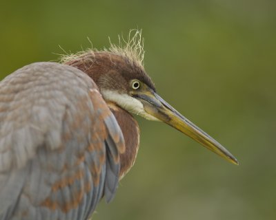 Tricolored Heron, Harbor Island, SC, June 2012