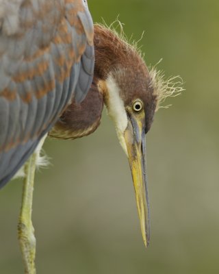 Tricolored Heron, Harbor Island, SC, June 2012