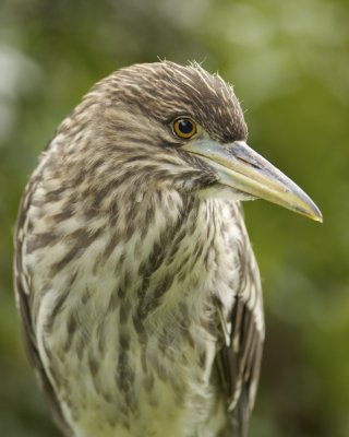 Black-crowned Night Heron, Harbor Island, SC, June 2012