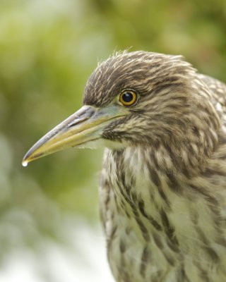 Black-crowned Night Heron, Harbor Island, SC, June 2012