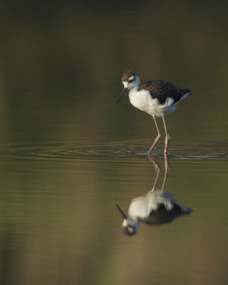 Black-necked Stilt, Harbor Island, SC, June 2012