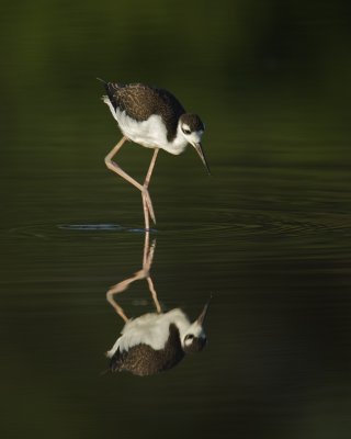 Black-necked Stilt, Harbor Island, SC, June 2012