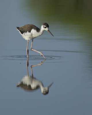 Black-necked Stilt, Harbor Island, SC, June 2012