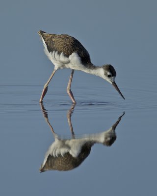 Black-necked Stilt, Harbor Island, SC, June 2012