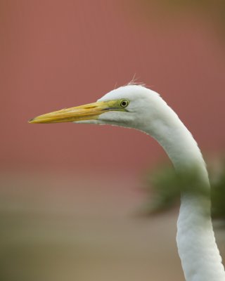 Great Egret, Harbor Island, SC, June 2012