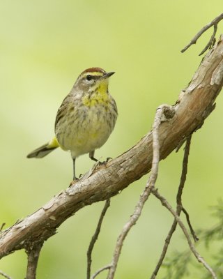 Palm Warbler, WKY, 2012