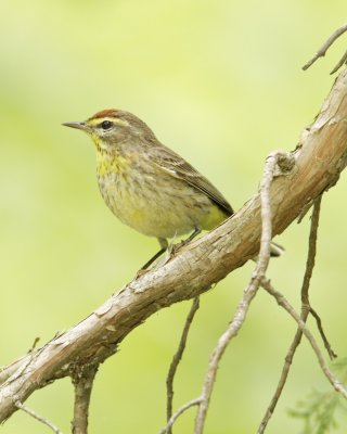 Palm Warbler, WKY, 2012