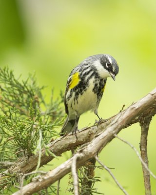 Yellow-rumped Warbler, WKY, 2012