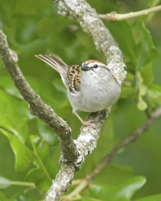 Chipping Sparrow, WKY, 2012