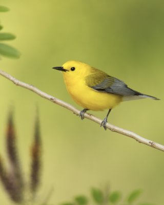 Prothonotary Warbler, WKY, 2012
