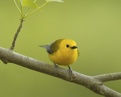 Prothonotary Warbler, WKY, 2012
