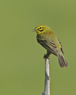 Prairie Warbler, WKY, 2012