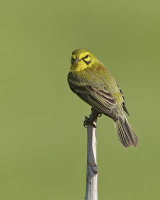 Prairie Warbler, WKY, 2012