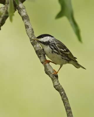 Blackpoll Warbler, WKY, 2012
