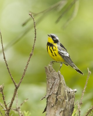 Magnolia Warbler, WKY, 2012