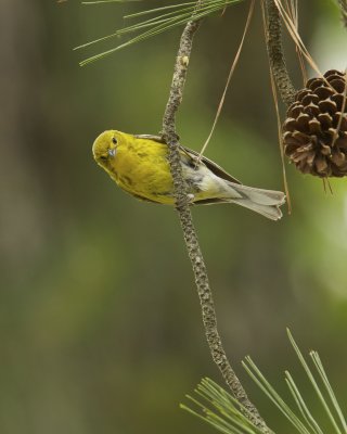 Pine Warbler, WKY, 2012