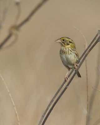 Henslow's Sparrow, WKY, 2012