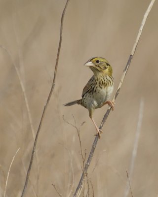 Henslow's Sparrow, WKY, 2012