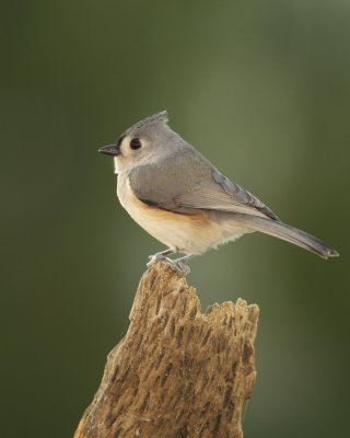 Tufted Titmouse, Kenton County, 2012