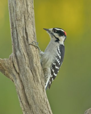 Downy Woodpecker, Kenton County, 2012