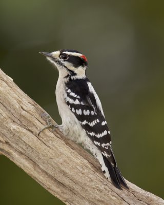 Downy Woodpecker, Kenton County, 2012